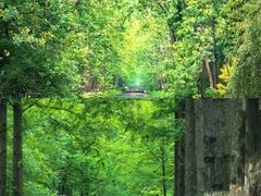 -合肥滨湖国家森林公园