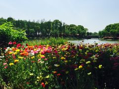 -上海鲜花港