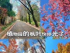 -昆明植物园