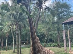 -海南热带野生动植物园