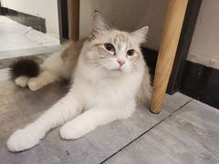 -喵喵咪呀布偶猫咖(春熙路店)