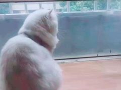 -欣宠猫屋·矮脚拿破仑·蓝金金渐层