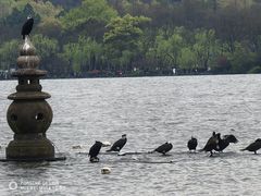-西湖游船
