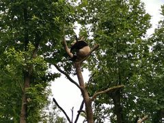 -都江堰中华大熊猫苑