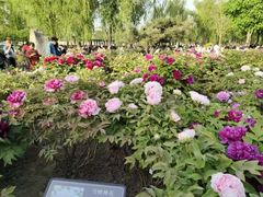 -莲花池公园