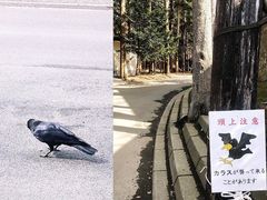 -北海道神宫