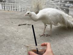 -J Create城市露营咖啡·简餐·宠物(上海动物园店)