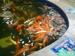 -巨鹏飞梦幻海岸