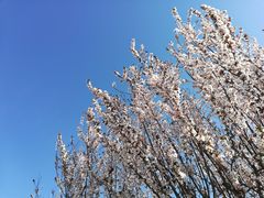 -白水寺森林公园