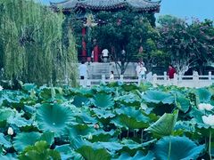 -济南大明湖景区