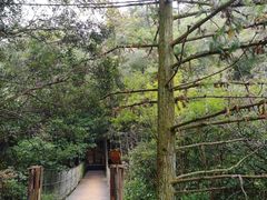 -祁门牯牛降观音堂风景区