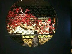 -捞王猪肚鸡火锅(财富中心店)