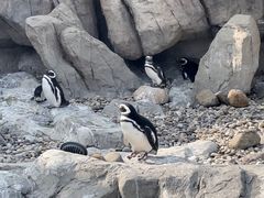 -上海野生动物园