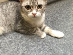 -猫色咖啡·猫咖
