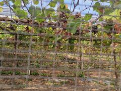 -海堤葡萄园中小学生研学基地