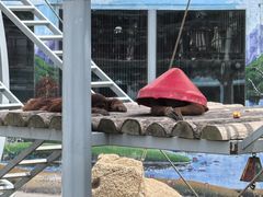 -西霞口神雕山野生动物世界