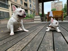 -萌兽医馆·宠物医院·猫骨科(创景店)