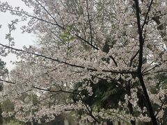 -武汉大学-樱园