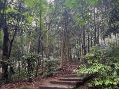 -上海佘山国家森林公园天马山园