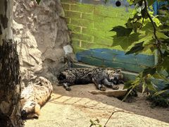 -西霞口神雕山野生动物世界