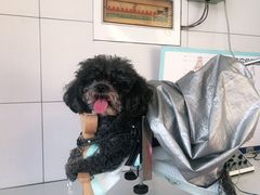 -瑞派宠物医院·中兽医专科(中央商城分院)