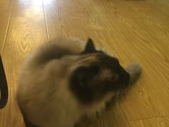 -萌喵宠狗爱心宠咖