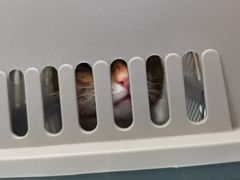 -瑞派·关忠动物医院·猫专科·犬专科(三环新城店)