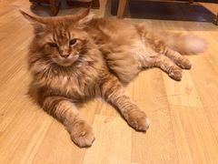 -藏猫猫咖啡主题馆(中央大道店)