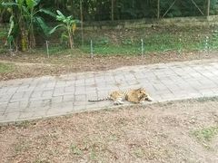 -深圳野生动物园