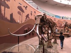 -陕西自然博物馆