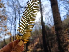 -白水寺森林公园