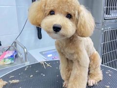 -欧奕国际动物医院