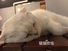 -猫爷宠物生活馆·撸猫馆