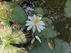 -曼听御花园