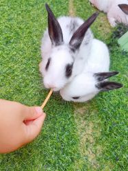 -萌宠亲子动物乐园(槐房万达店)