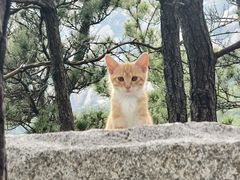 -崂山巨峰游览区
