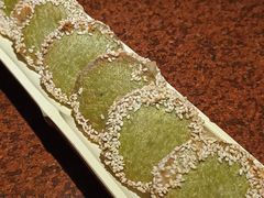 绿茶饼-绿茶餐厅(蓝色港湾店)