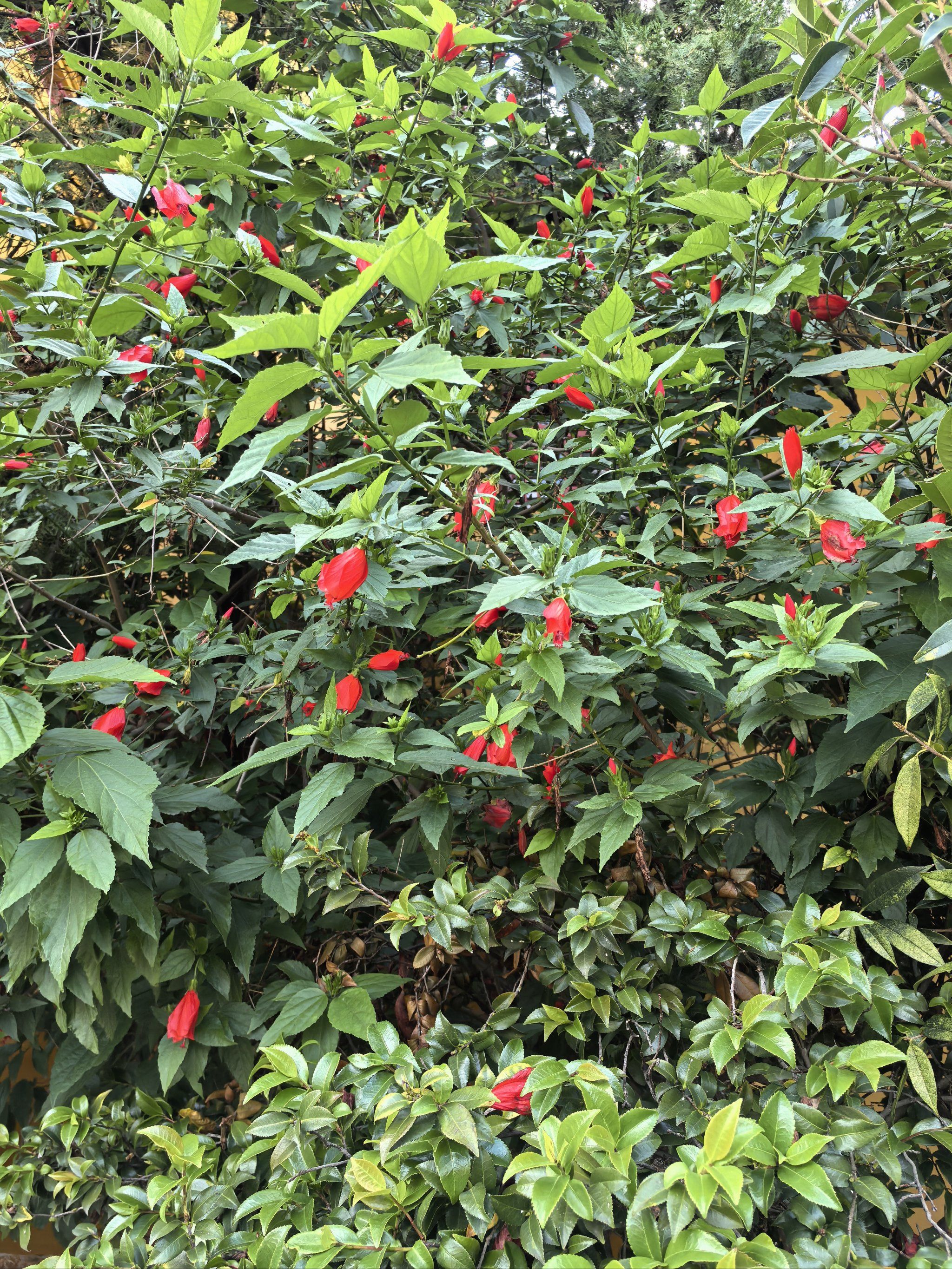 每天认识一种花:悬铃花