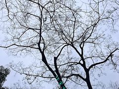 -绵阳人民公园(涪城区)
