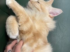 -安格丽娜·狗咖·猫咖羊驼咖(春熙路百盛商场店)