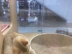 -屋虎猫馆(宝安大仟里店)