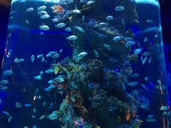 -芜湖新华联大白鲸海洋公园