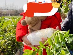 -前小桔亲子创意农场·草莓采摘·露营烧烤