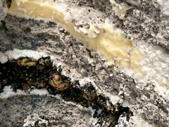 -Dark Horse·黑马蛋糕·低脂·低糖淡奶(金匙望湖大厦店)