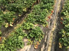 -胜丰草莓采摘园