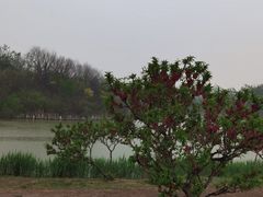 -塘沽森林公园