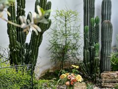 -自由生长植物工作室(深港花卉中心店)
