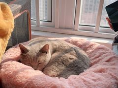 -宠颐生宠物医院·心肾内科·猫专科诊疗中心宠巢店