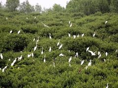 -大亚湾红树林城市湿地公园