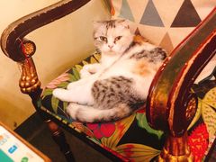 -猫色咖啡·猫咖